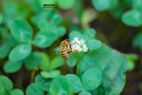 蜜蜂与三叶草(只有蜜蜂知道吗)