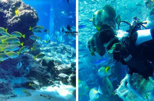 秦皇岛新澳海底世界：探索神秘海洋生物的绝佳去处