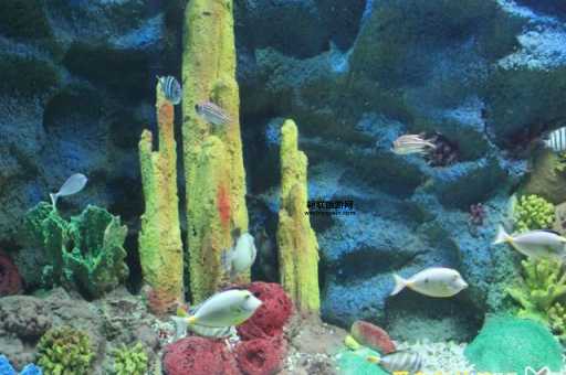 秦皇岛新澳海底世界：探索神秘海洋生物的绝佳去处