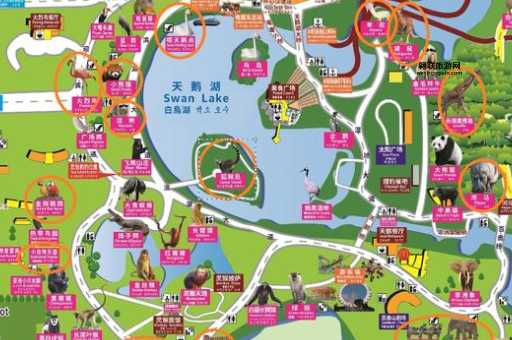 一日畅游上海野生动物园：最新攻略与实用贴士