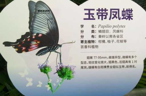 上海动物园旅游攻略：蝴蝶展亮点与经典景点推荐
