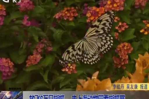 上海动物园旅游攻略：蝴蝶展亮点与经典景点推荐