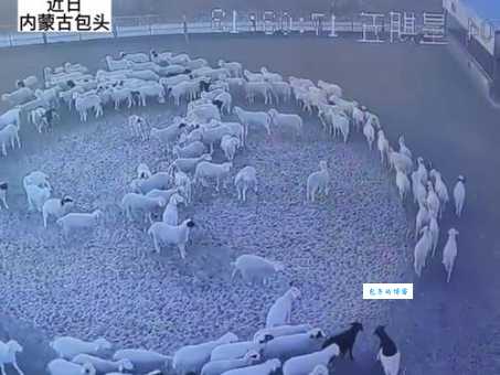 羊转圈圈是怎么回事？是生病了吗？怎么办？