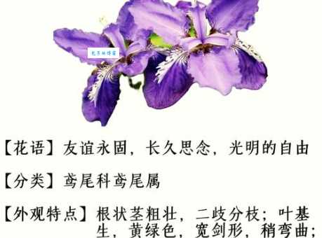 蓝色妖姬花语是什么意思？代表什么爱情？