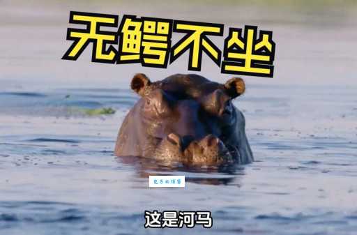 庞然大物河马竟然也有天敌？它们是谁？