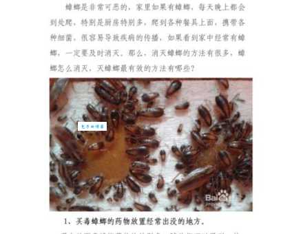 怎么才能让蟑螂消灭完，教你几个简单实用的方法