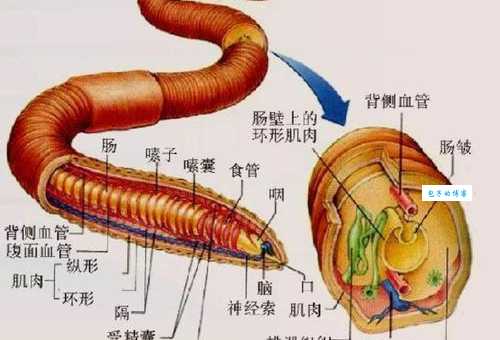 蚯蚓生活在哪里？详解蚯蚓最舒适的生活环境