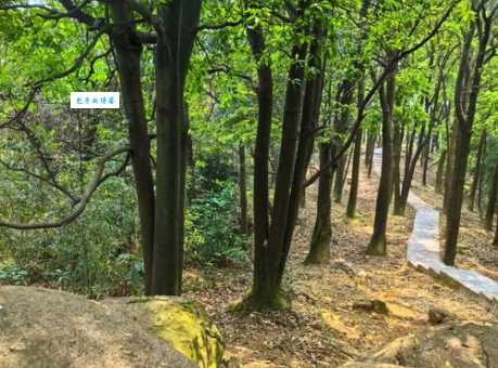 广州火炉山森林公园深度游：植物、历史及文化探秘