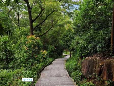 广州火炉山森林公园深度游：植物、历史及文化探秘