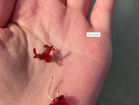 快速掌握红虫挂钩技巧：让你的鱼获翻倍增长