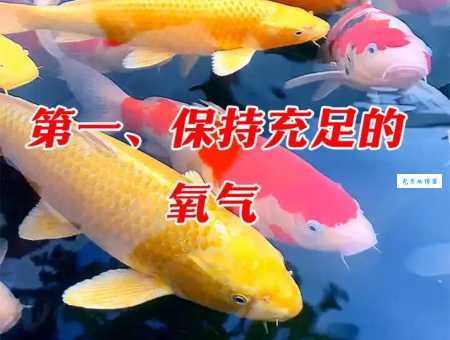 想知道网络语锦鲤是什么意思吗？一文带你彻底了解锦鲤