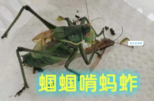 蝈蝈吃什么食物？详解蝈蝈食性及最佳食物选择