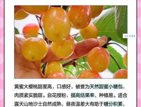 黄蜜大樱桃跟红蜜的区别：颜色、口感、营养哪个更胜一筹？