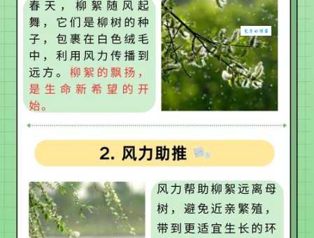 柳树靠什么传播种子？柳絮飞扬是关键！