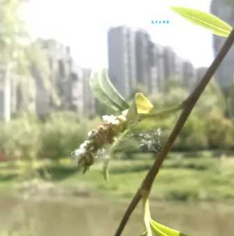 柳树靠什么传播种子？柳絮飞扬是关键！