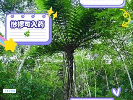 桫椤suō luó读音是什么？简单易懂的读音教程