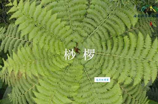 桫椤suō luó读音是什么？简单易懂的读音教程