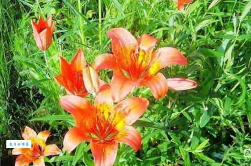 及第花是什么花？古代及第花指的是什么植物？