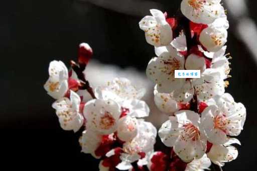 及第花是什么花？古代及第花指的是什么植物？