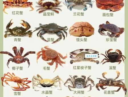 “无肠公子”是哪种动物？带你了解螃蟹的别称