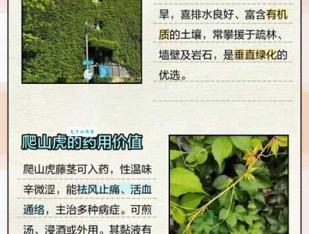 爬山虎的资料：图文详解爬山虎的特性、用途和价值