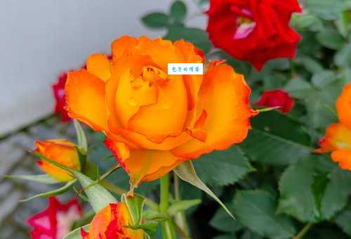 月季花颜色大全，你了解几种月季花的颜色？