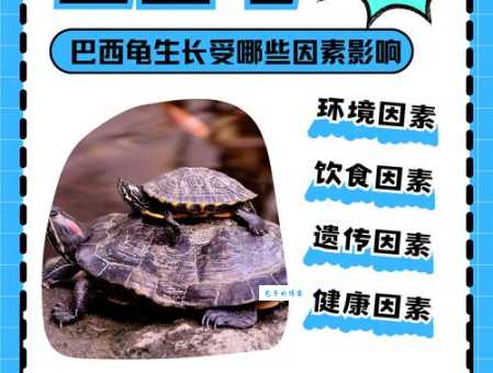 巴西龟能长多大？成年巴西龟体型有多大？