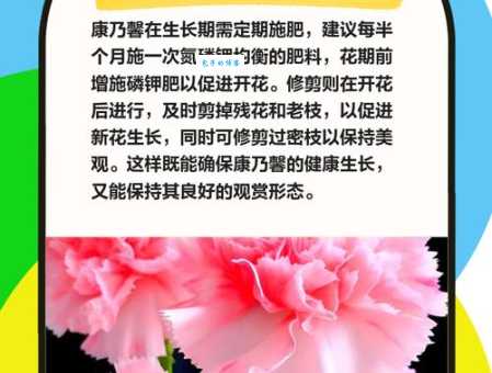 康乃馨养殖注意事项：避免这些错误轻松养花