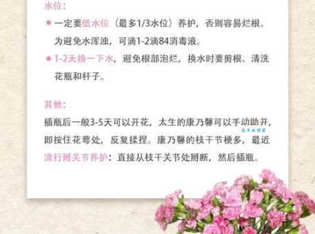 康乃馨养殖注意事项：避免这些错误轻松养花