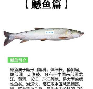 鳡鱼价格波动大吗？教你如何买到最划算的鳡鱼