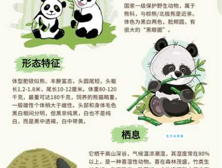 大熊猫为什么这么珍贵？探秘国宝背后的原因和意义