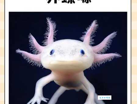 蝾螈怎么养？新手小白也能轻松养好蝾螈的秘诀