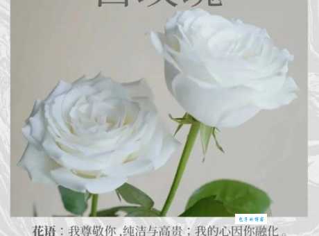 白玫瑰的花语和象征意义，你了解多少？