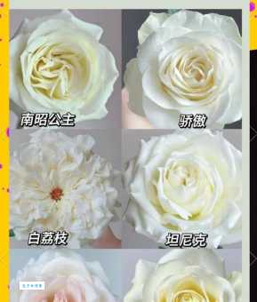白玫瑰的花语和象征意义，你了解多少？