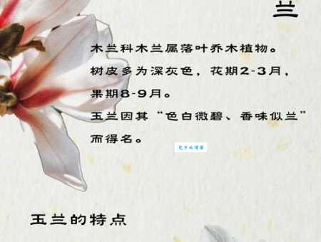 解读玉兰花的花语寓意，玉兰花代表什么爱情友情？