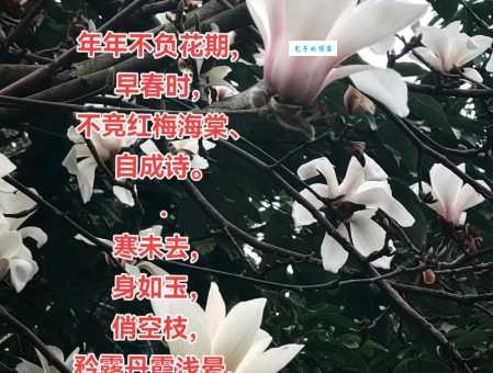 解读玉兰花的花语寓意，玉兰花代表什么爱情友情？