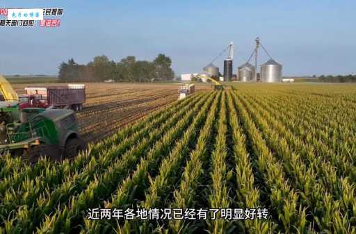 小麦青储是什么？青储小麦的用途和好处是什么？