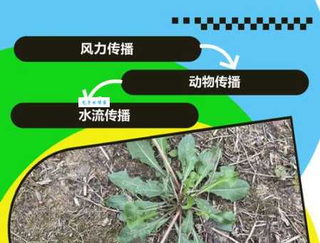 植物传播种子有哪些妙招？看完你就明白了！