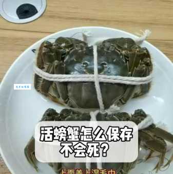 买回活螃蟹不会保存？教你几个简单方法，鲜活到吃到嘴！