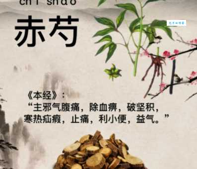 深入了解赤芍：功效、作用、用法用量及注意事项