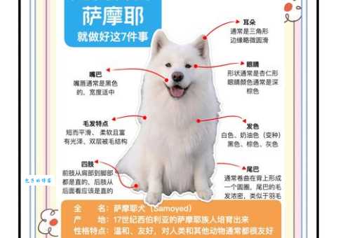 想知道萨摩耶吃什么？详解萨摩耶的饮食习惯和食物选择