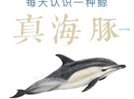 海豚科最大种类竟是它？颠覆你对海豚的认知！