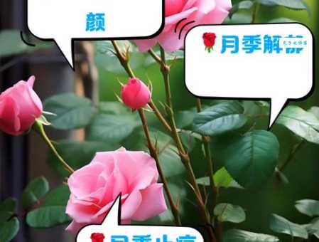 月季花的功效与作用：调经活血，美容养颜全解析