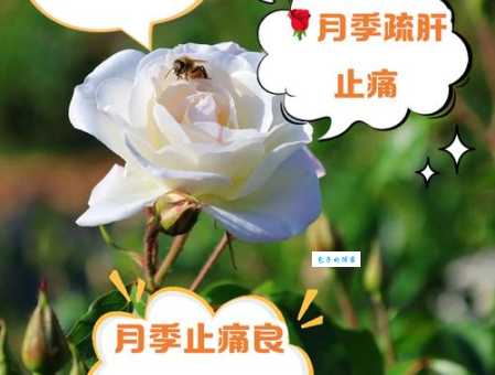 月季花的功效与作用：调经活血，美容养颜全解析