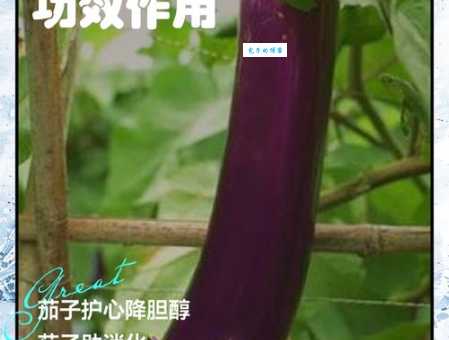 深入了解茄子的营养价值和功效：吃茄子好处多