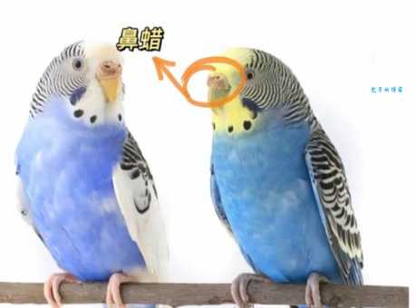 如何让你的虎皮鹦鹉变得粘人？超实用技巧分享！