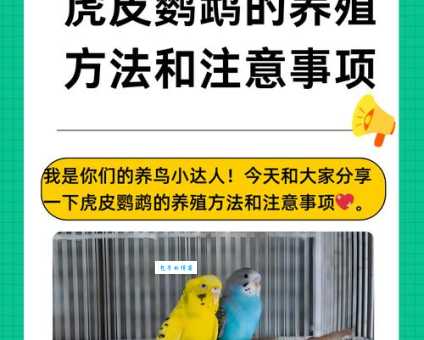 如何让你的虎皮鹦鹉变得粘人？超实用技巧分享！