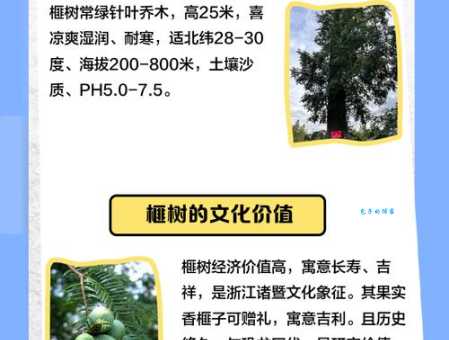 香榧是什么树？香榧树的形态特征及生长习性介绍