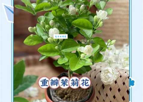 想养好盆栽茉莉？这篇文章告诉你所有你需要知道的