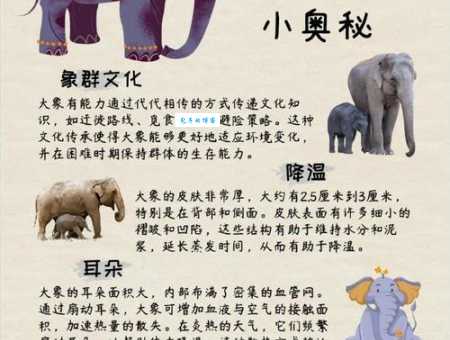 母象还是公象？带你了解象群首领的真相